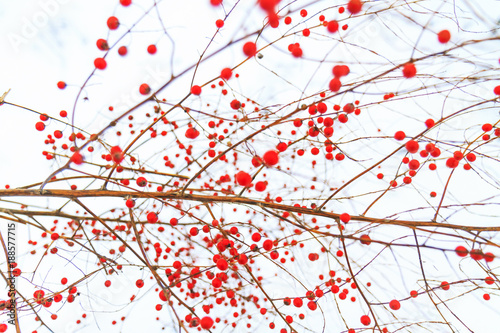 winter red berries in the snow