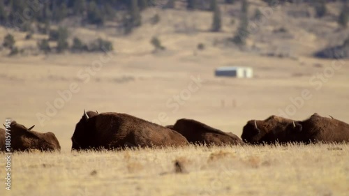 American Buffalo Herd in the Colorado, United States of America. Elven Miles Lakes Region. photo