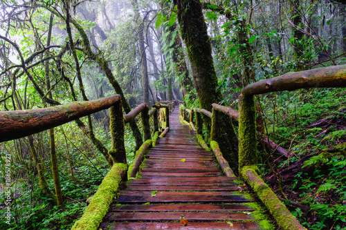 trail bridge walking way at Nation park in mountain evergreen forest