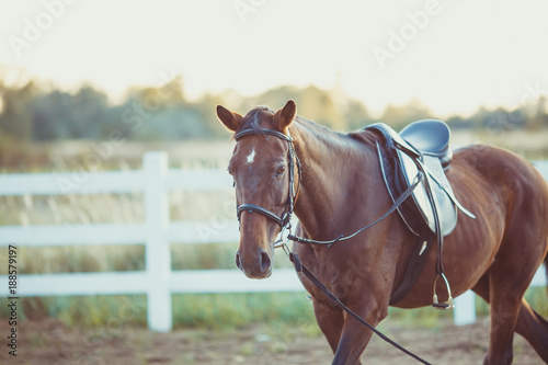 Horse on the farm