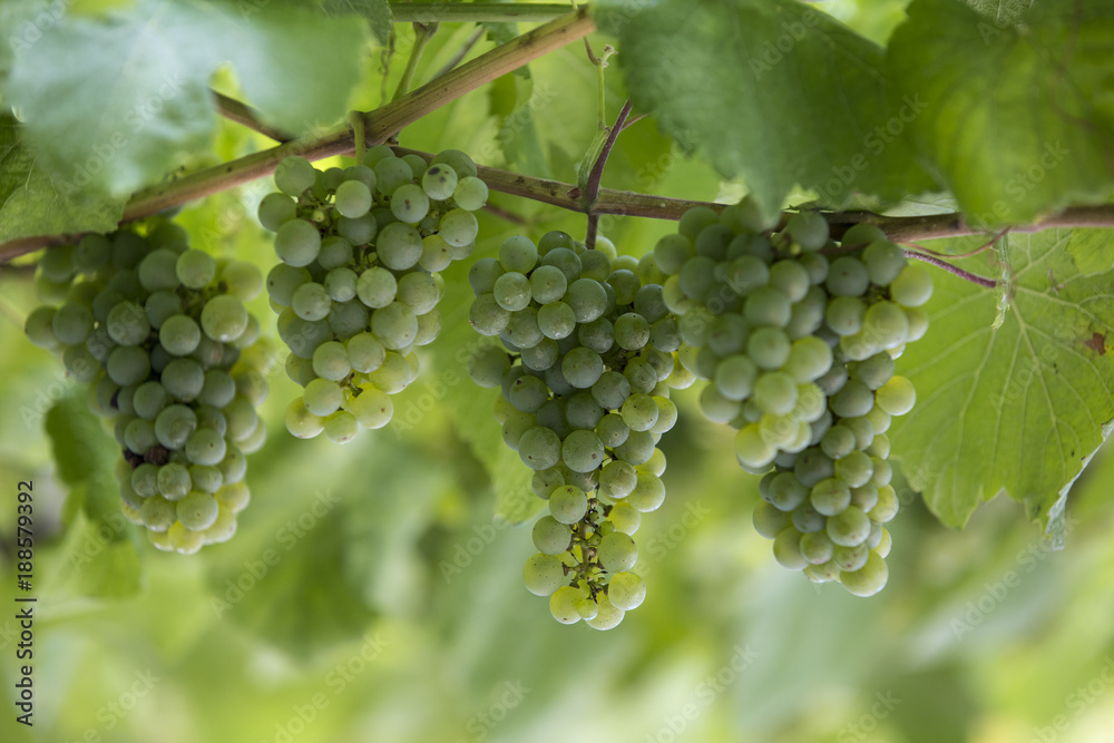 Uvas verdes brancas, fruta da época.