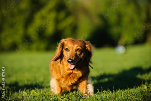 Longhaired Miniature Dachshund dog outdoor portrait walking through grass