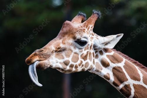 Photography Giraffe Sticking Tongue Out