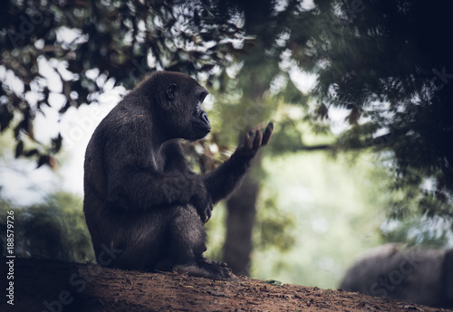 Western Lowland Gorilla Staring at Hand Long Distance
