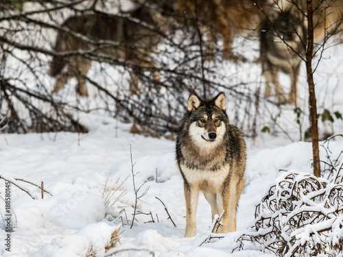 Grey wolf, Canis lupus, standing in snowy winter forest. The rest of the wolf pack in the background behind trees. © Lillian