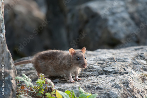 gray rat the carrier of diseases by cities and villages,a dangerous mouse transmissible infections © stefanov764