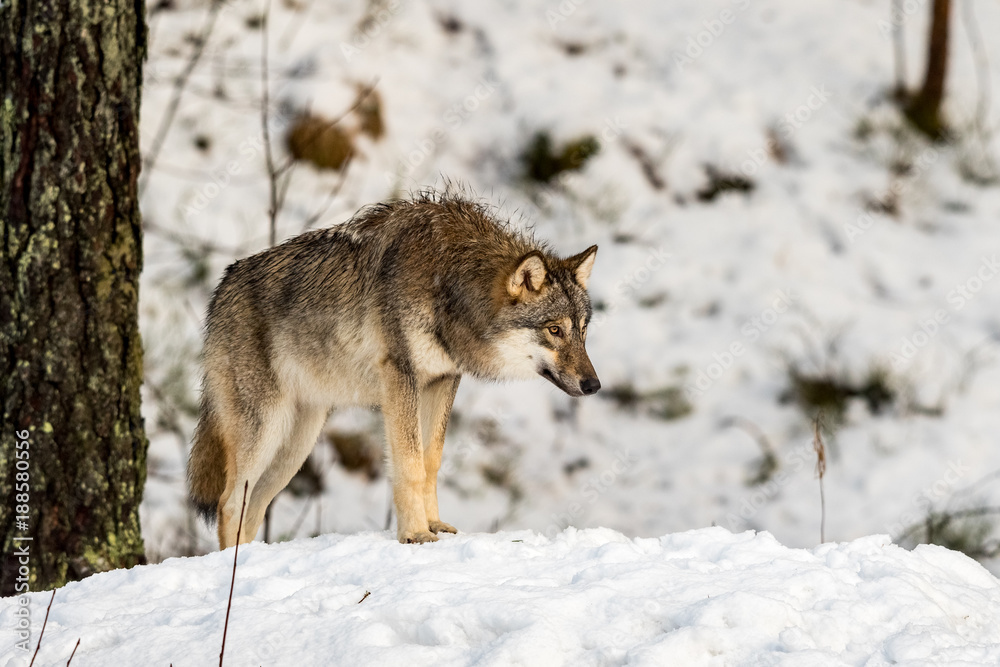 Gray wolf, Canis lupus, standing with its head low, in a snowy winter forest. Gray wolf, Canis lupus, standing with its head low, in a snowy winter forest.