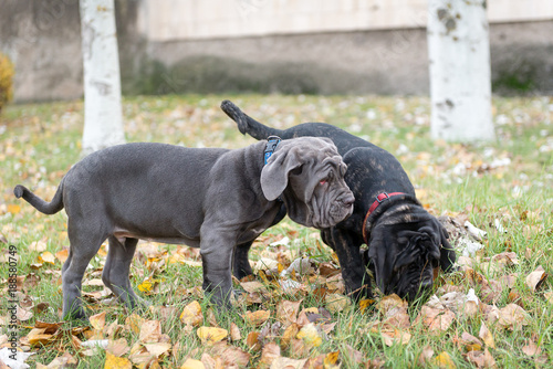 Dogs breed Neapolitana mastino a walk in the autumn park. photo