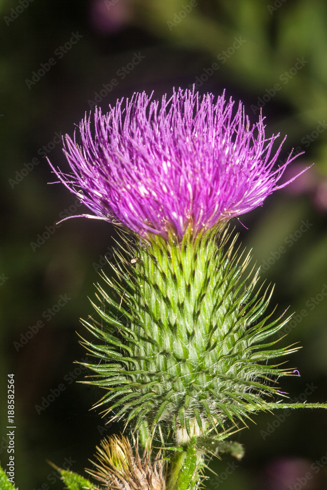 Blossoming spine thistle in the woods Blossoming spine thistle in the woods