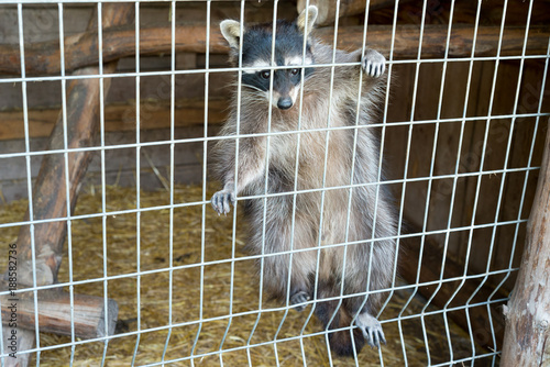A cute, gray, striped raccoon asks for food through an iron cage in the zoo.