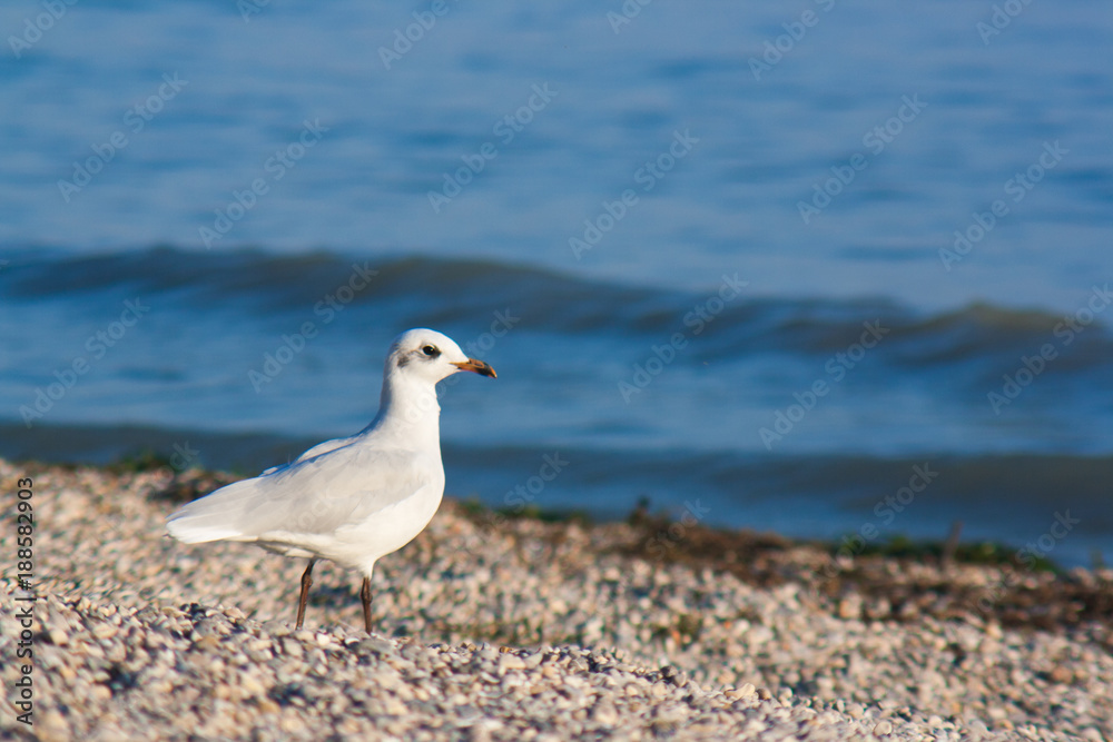 Black-headed gull on coast of lake garda Black-headed gull on coast of lake garda