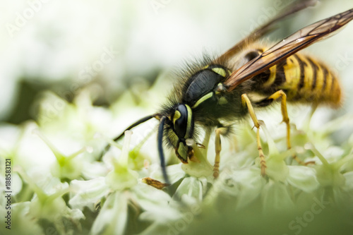 Macro of a wasp on a flower