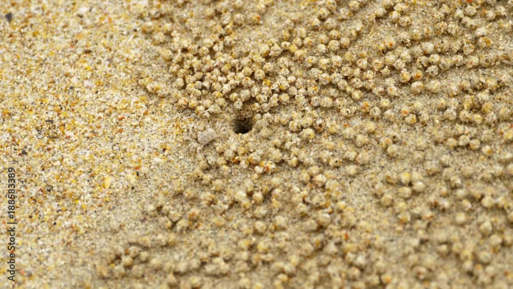 Small ghost crab making sand ball Small ghost crab making sand ball