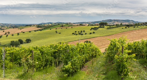 rural summer landscape with sunflower fields, vineyards and olive fields near Porto Recanati in the Marche region, Italy