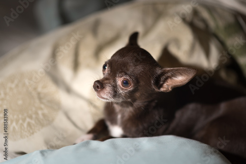 cute chiwawa dog on pillows