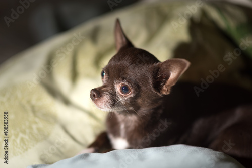 cute chiwawa dog on pillows