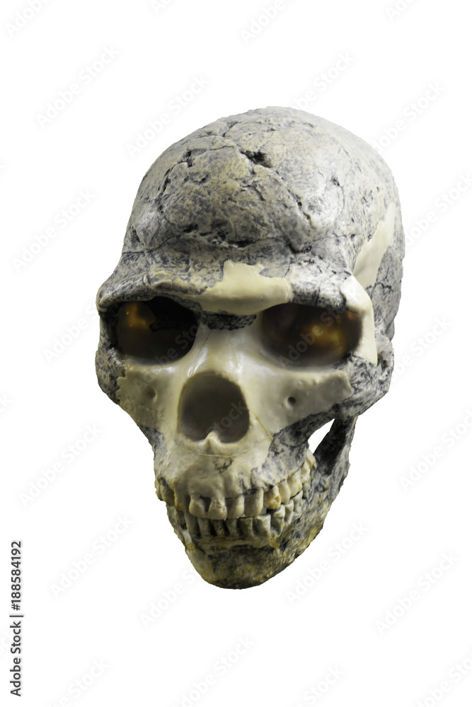 Obraz premium human skull on a white background