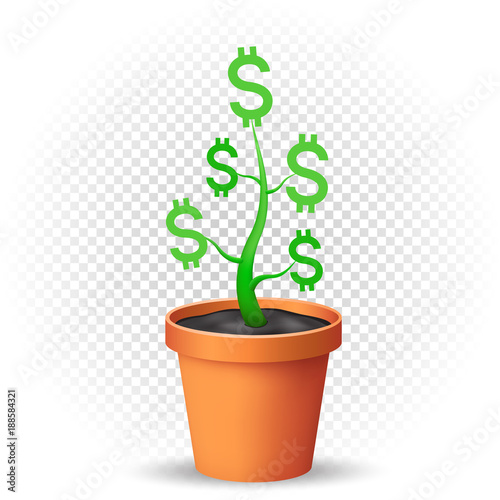 dollar plant grows in flowerpot