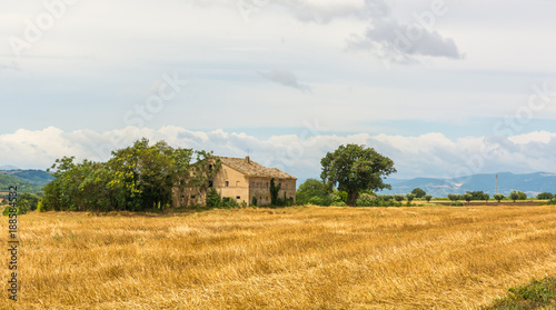 rural summer landscape with sunflower fields and olive fields near Porto Recanati in the Marche region  Italy