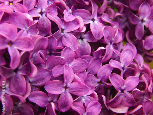  flowers lilac macro photo afternoon