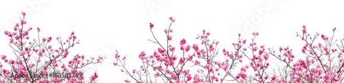 Fototapeta Plum Blossom wczesną wiosną. Znajduje się w Plum Blossom Hill, Nanjing, Jiangsu, Chiny.