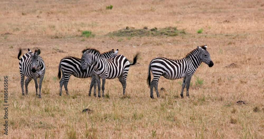 Burchell'S Zebras Observing; Maasai Mara 3rd September; Maasai Mara, Kenya, Africa Burchell'S Zebras Observing; Maasai Mara 3rd September; Maasai Mara, Kenya, Africa