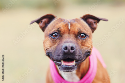 Photo Staffordshire bull terrier portrait