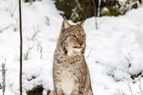 Eurasian Lynx, Lynx lynnx, sitting in the snow looking to the right