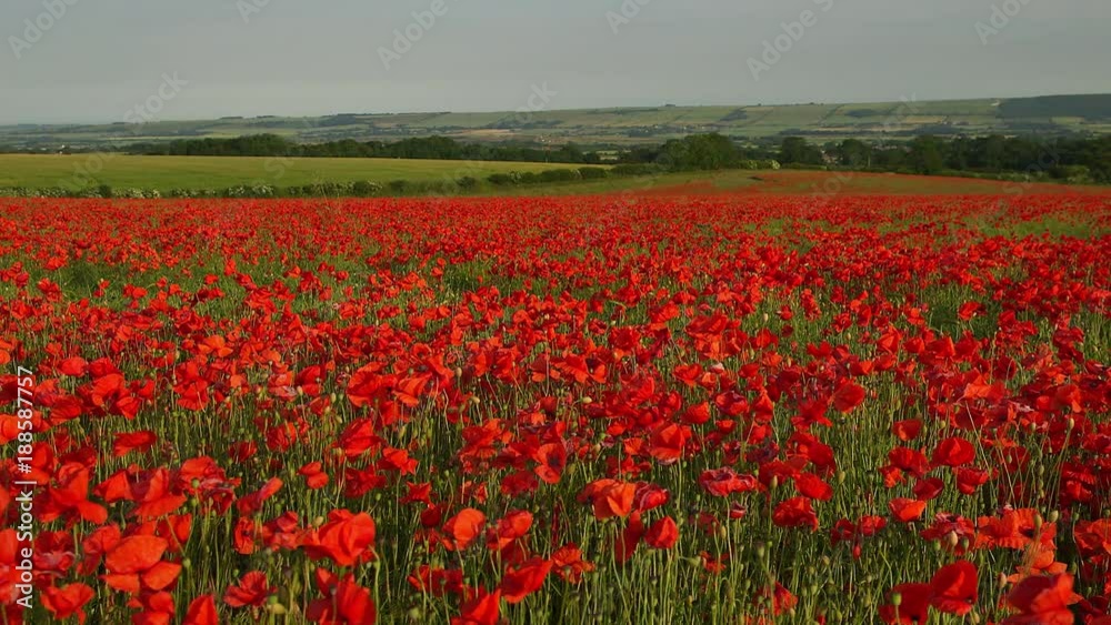 Red Poppies In Field; Poppies; Scarborough, North Yorkshire. England Red Poppies In Field; Poppies; Scarborough, North Yorkshire. England