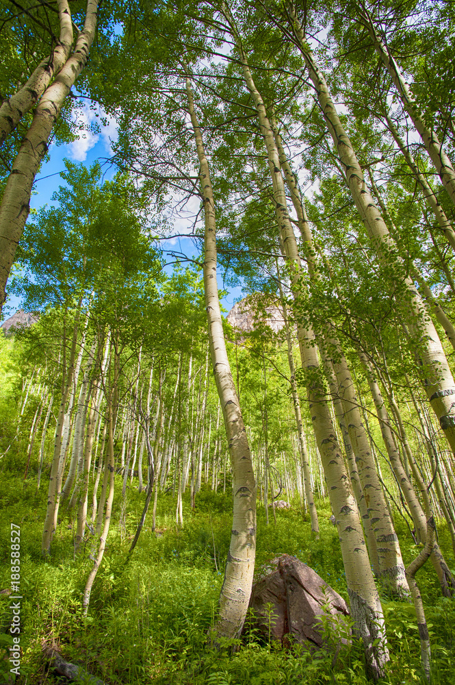 Obraz premium Aspen Trees