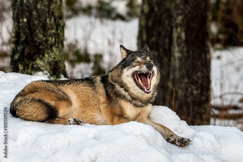 Grey wolf  Canis lupus  lying down resting and yawning  in a snowy winter forest in the zoo  Kristiansand  Norway