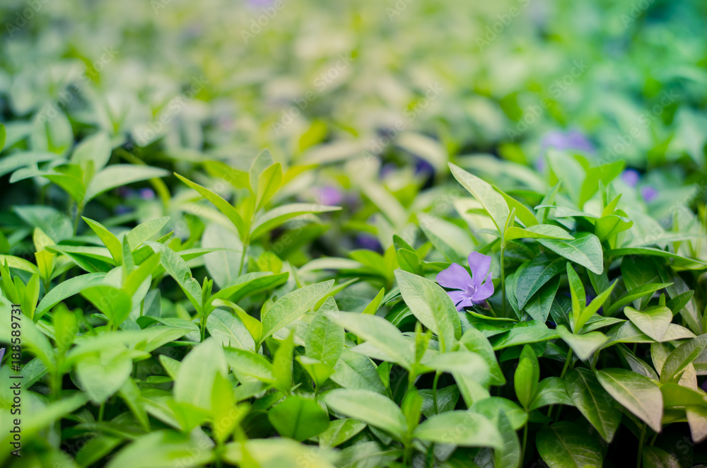 flower and leaves background