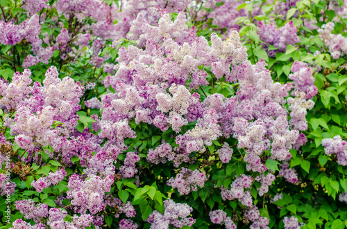 blossoming lilac flowers background