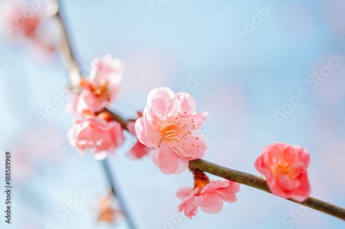 梅の花