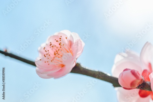 梅の花