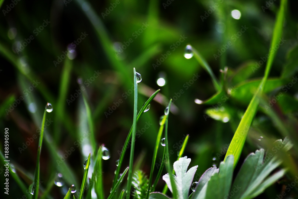 Fototapeta premium dew drops on fresh green grass in spring