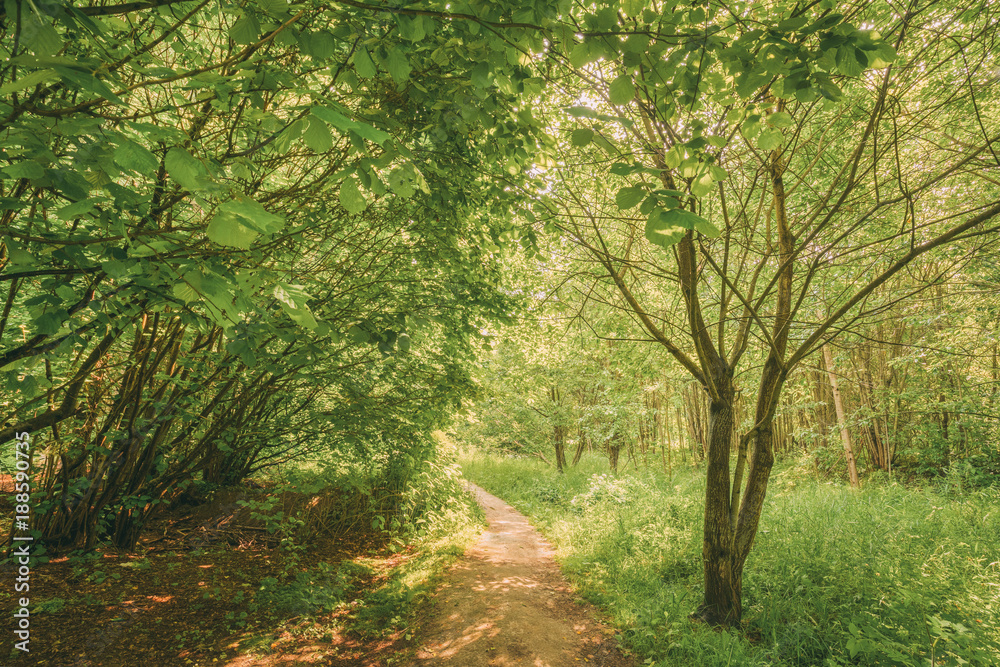 Beautiful Path Lane Walkway Way In Summer Forest. Healthy Walking Beautiful Path Lane Walkway Way In Summer Forest. Healthy Walking