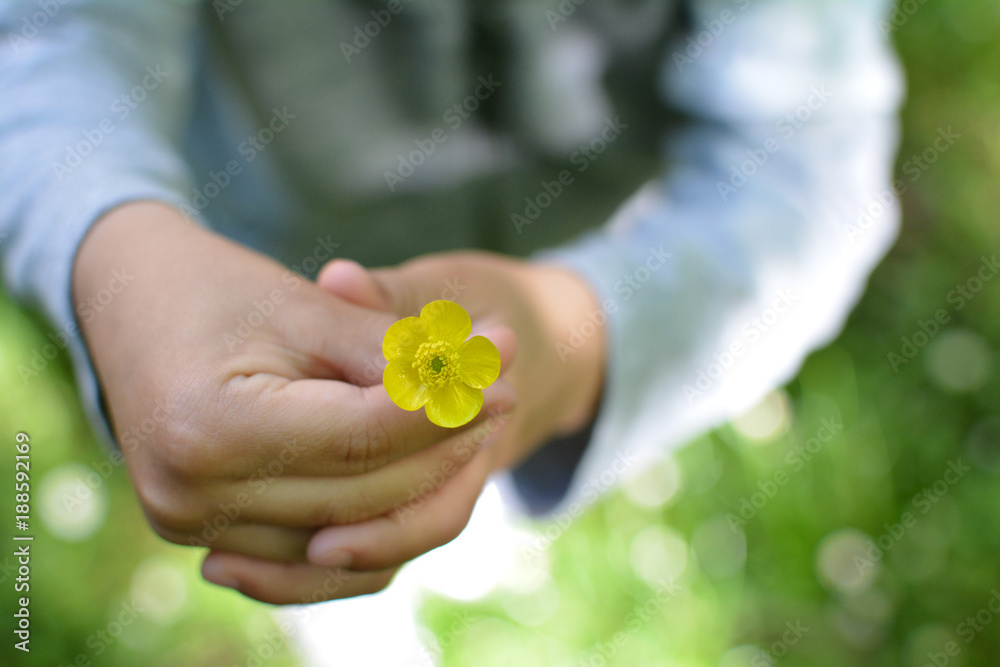 CHILDREN'S HAND HOLDING A YELLOW SPRING FLOWER