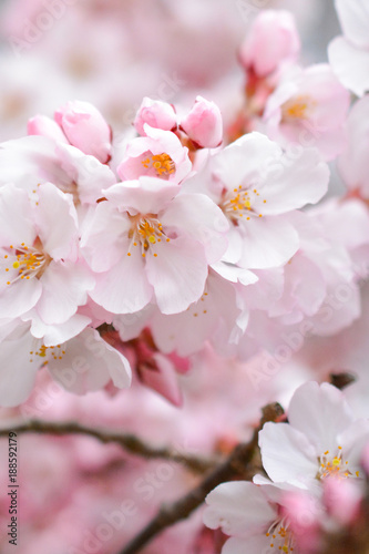 桜の花