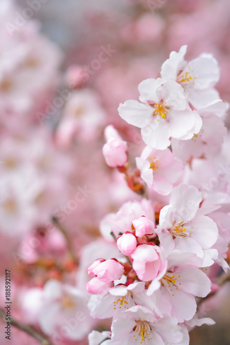 桜の花