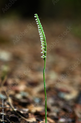 Autumn Lady's Tresses orchid, uncommon form - Spiranthes spiralis