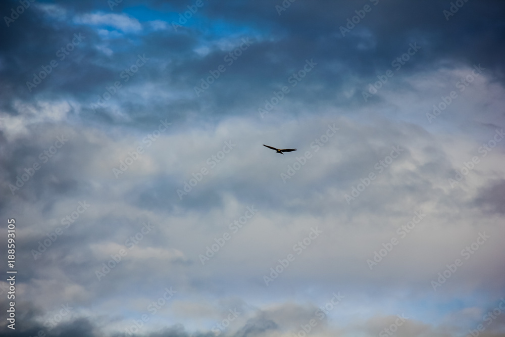 a field with a beautiful sky, a hunting place, and birds a field with a beautiful sky, a hunting place, and birds
