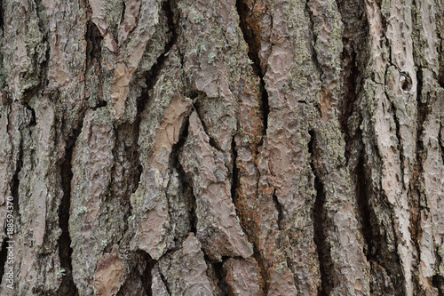 bark of pine, texture