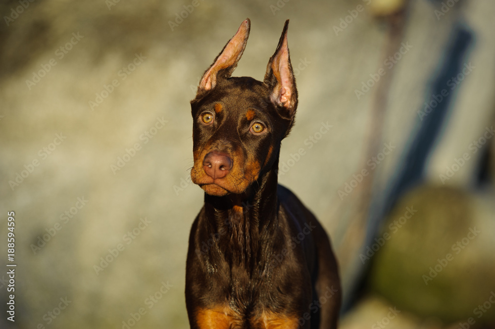 Doberman Pinscher puppy dog with cropped ears outdoor portrait Stock 写真 |  Adobe Stock