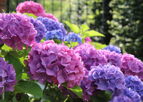 Canvastavla Beautiful blue and pink Hydrangea macrophylla flower heads in the evening sunlight