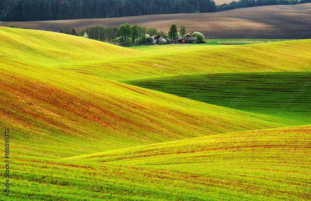 Obraz premium hilly field. spring morning. a beautiful sunrise in the field