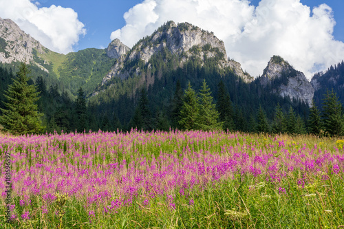 Meadow with pink lupin flowers in valley in Tatra Mountains in Poland