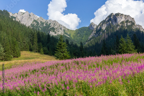 Meadow with pink lupin flowers in valley in Tatra Mountains in Poland © Alex White