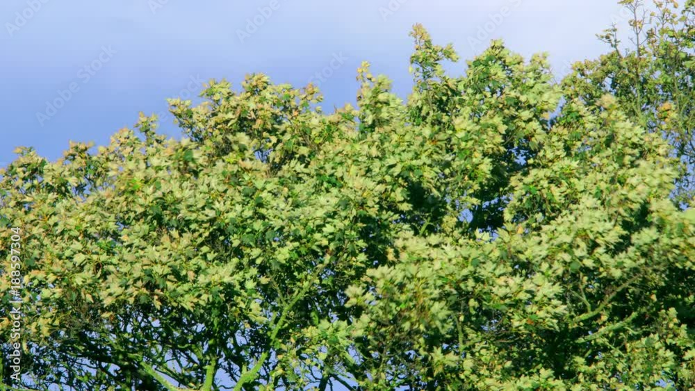Large Tree Blowing In Wind; Windy Trees; Troutsdale, North Yorkshire, England Large Tree Blowing In Wind; Windy Trees; Troutsdale, North Yorkshire, England