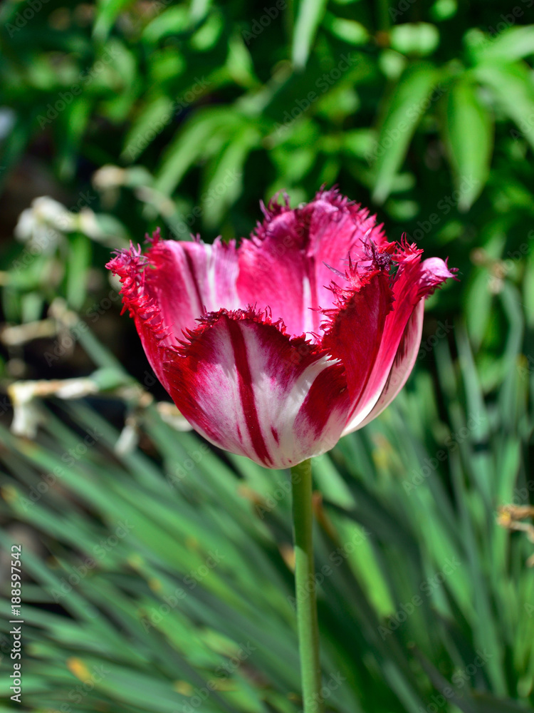 red tulip on a background of green grass